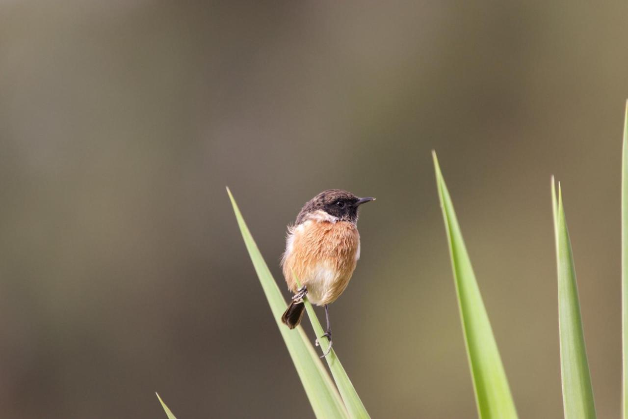 Herdade Dos Grous Albernoa Esterno foto